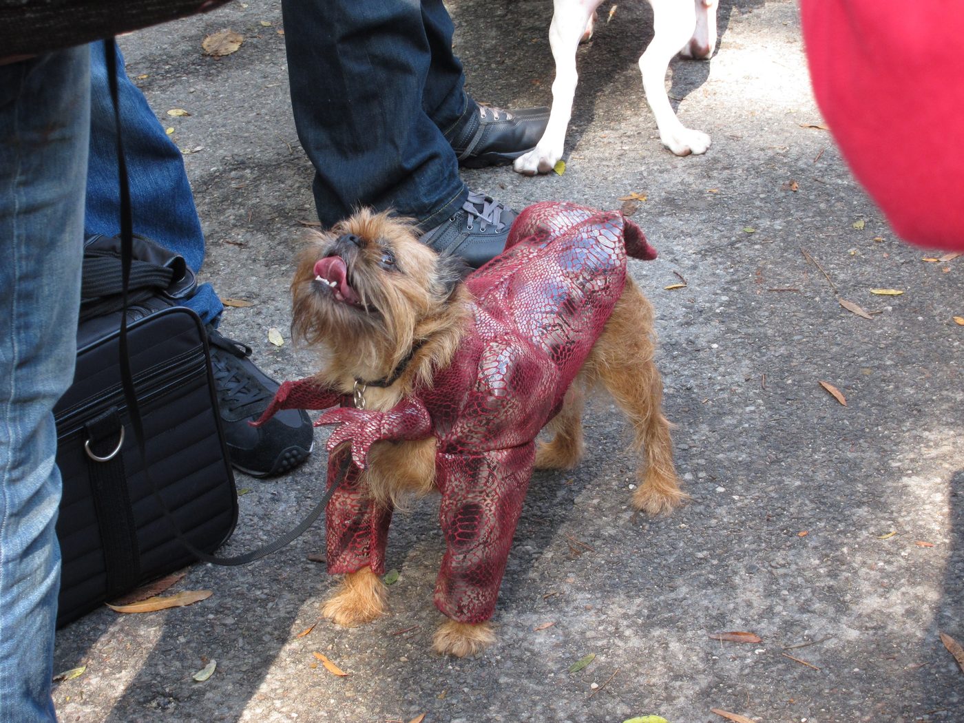 Barktoberfest at Northampton Park