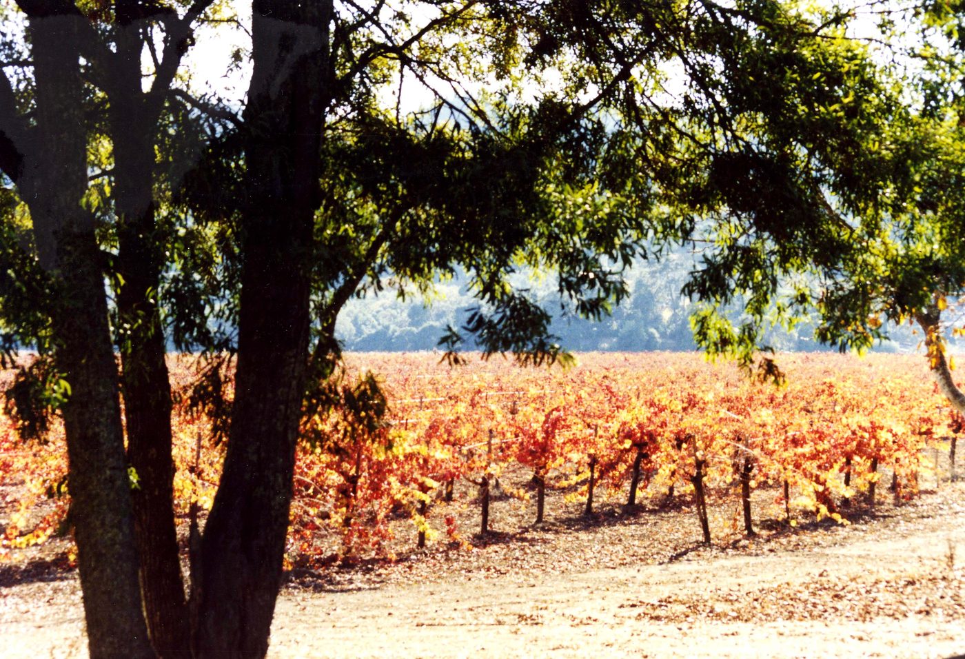 Bottega Cellar Series: Stag's Leap Wine Cellars at Bottega Napa Valley