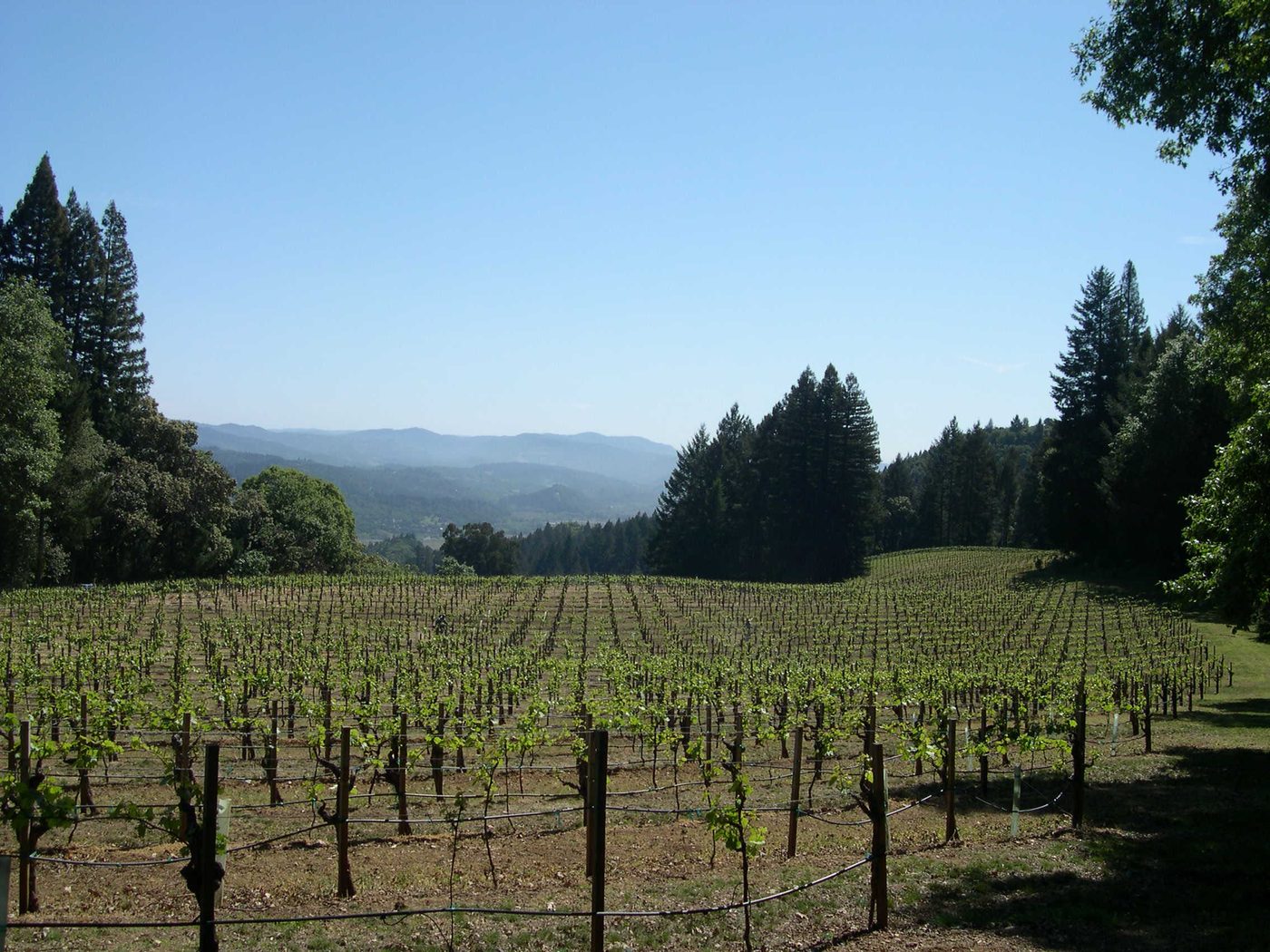 Bottega Cellar Series: Stony Hill Vineyard & Heitz Cellar at Bottega Napa Valley