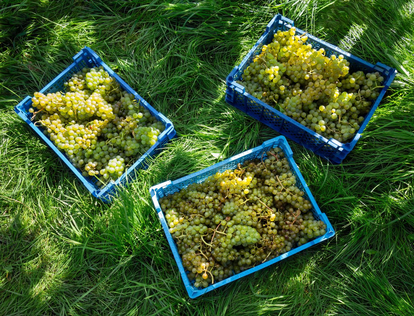 Clos du Val Harvest Farmers Market at Clos du Val, Hirondelle Estate