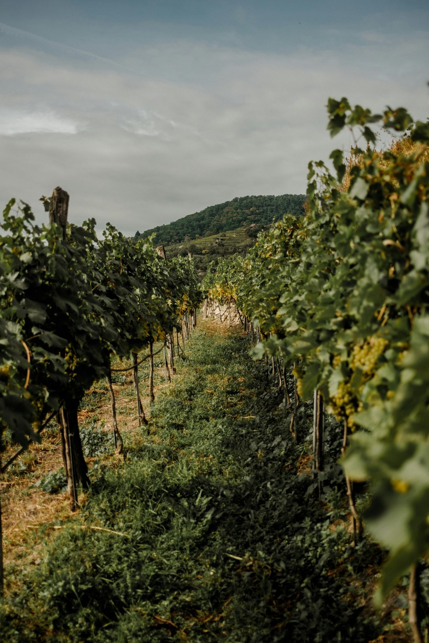 Vineyard rows near The Elene resort in Napa Valley