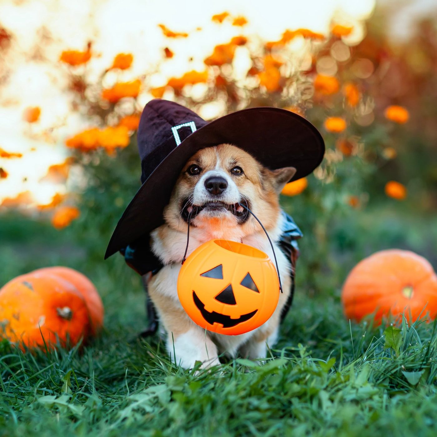 Howl-O-Ween Yappy Hour at Etude Winery