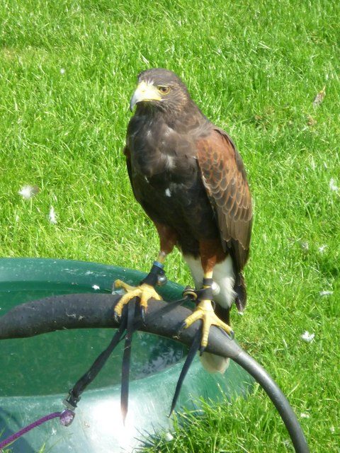 Second Sundays: Falconry Experience at Robert Biale Vineyards