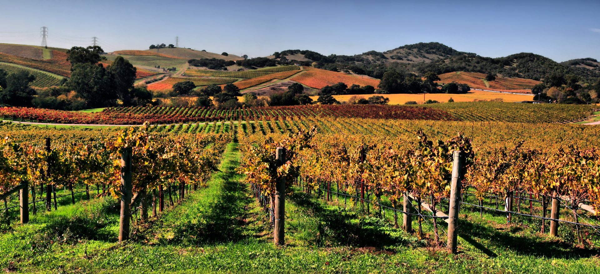 Vineyards in Napa Valley at golden hour