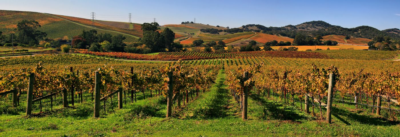 Vineyard rows in Napa Valley farmed with regenerative practices