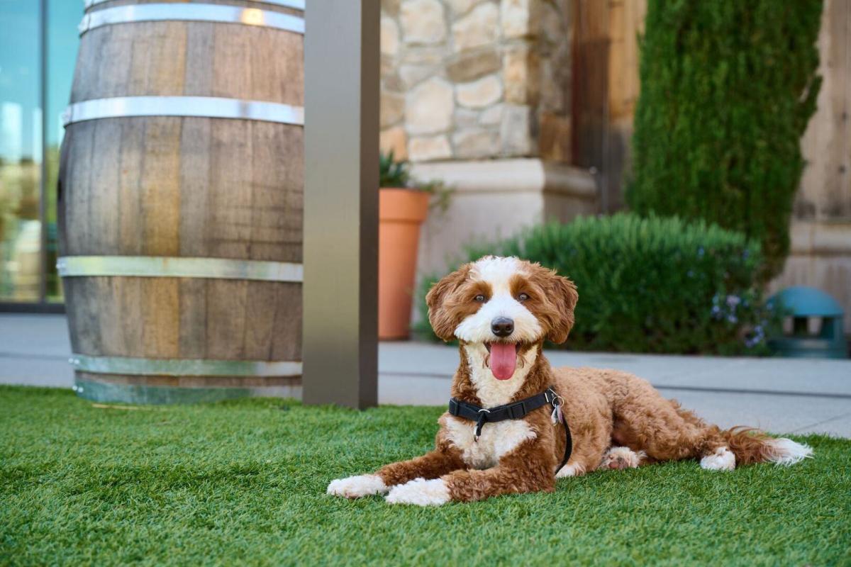 Meritage "Yappy Hour: Paws on the Patio" at Olive & Hay at The Meritage Resort & Spa