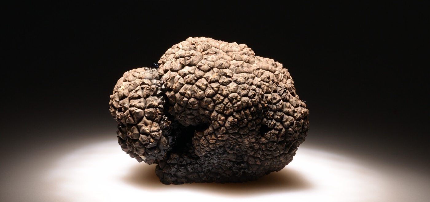 Napa Truffle Festival at Westin Verasa Napa and venues valley-wide
