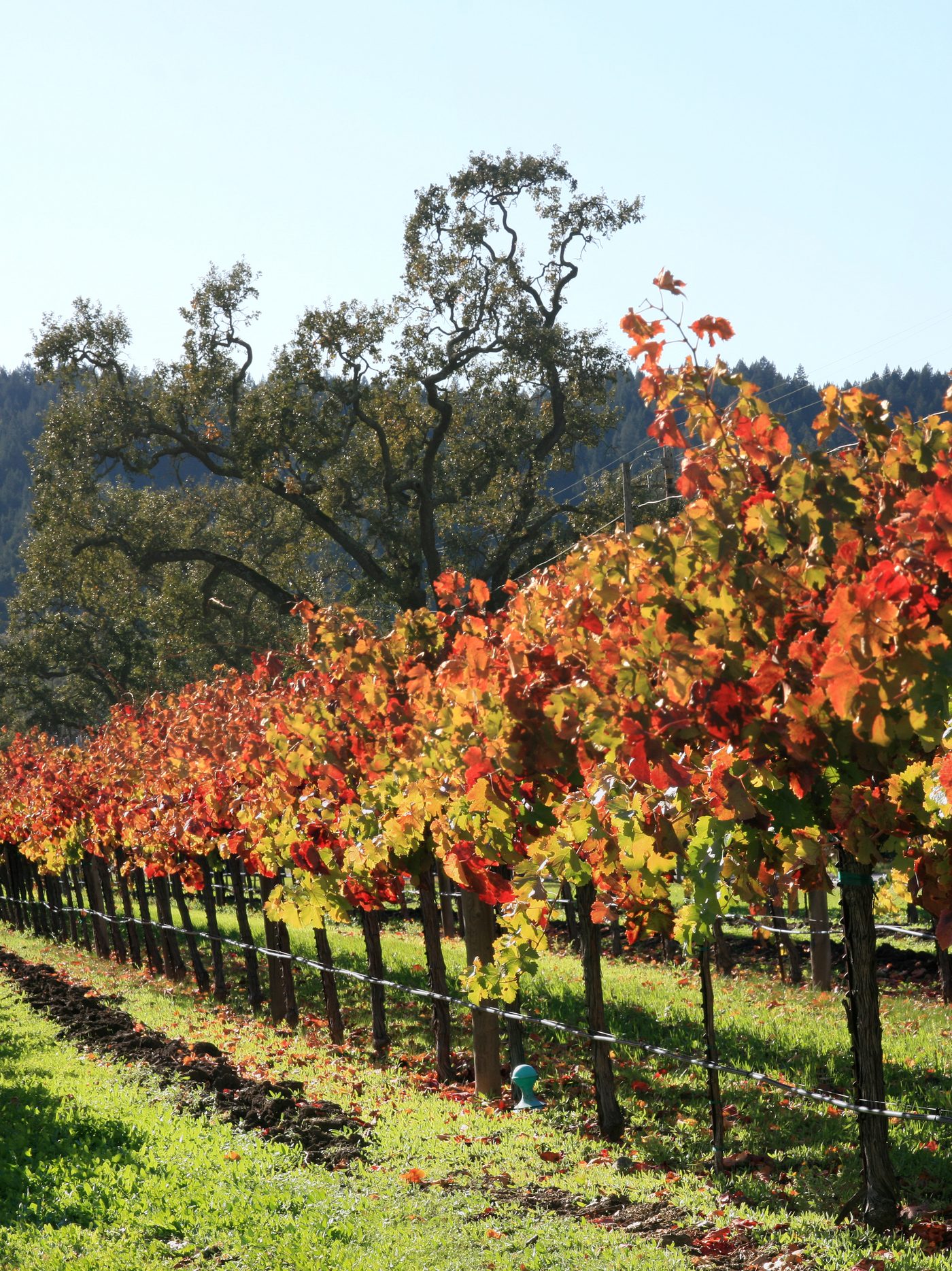 Napa Valley vineyard rows at sunset