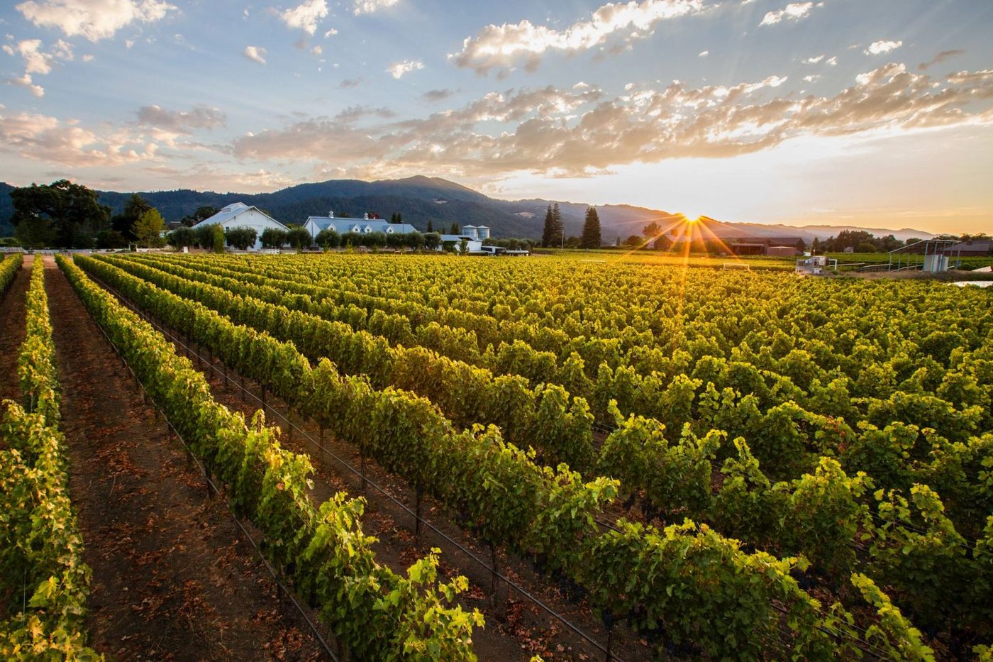 Grape to Glass Harvest Experience at Nickel & Nickel