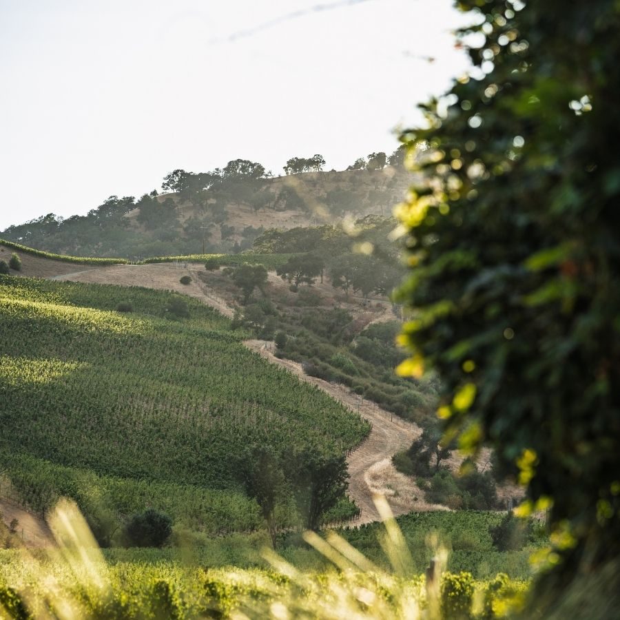 Hillside vineyard rows on the Somerston Estate in Napa Valley's eastern Vaca Mountains