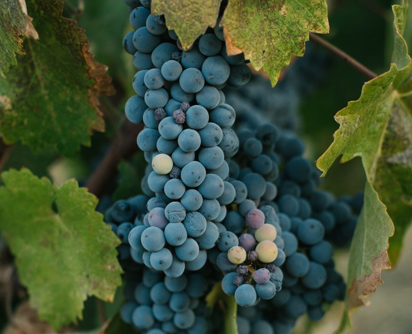 TWF Winemaking Crushcamp at The Wine Foundry
