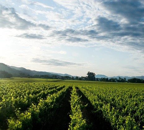 An Evening with Ziggy Marley at Robert Mondavi Winery